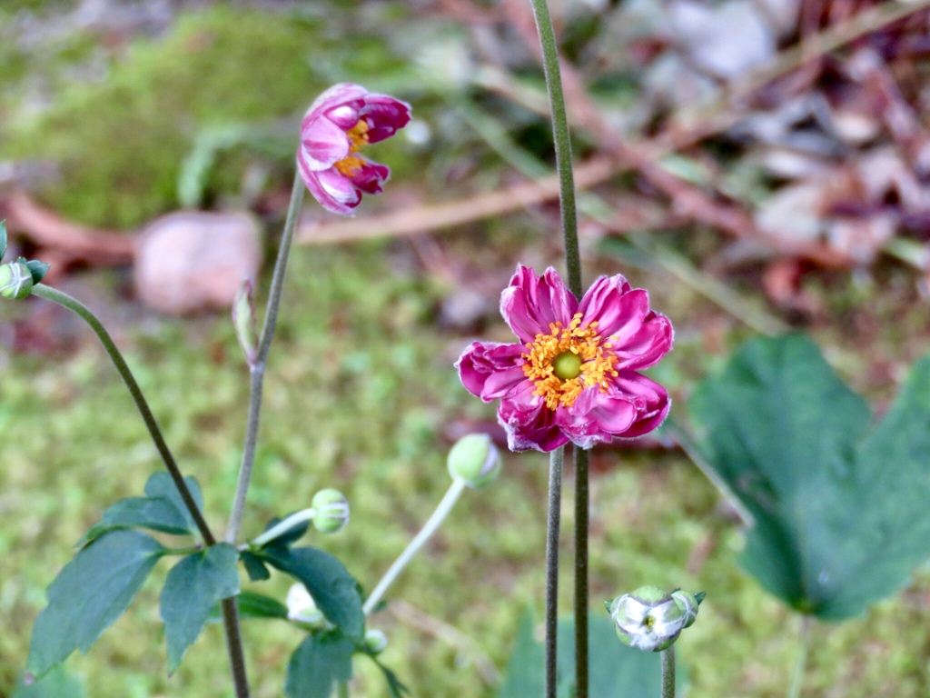 秋明菊