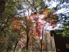 ある別荘の紅葉3