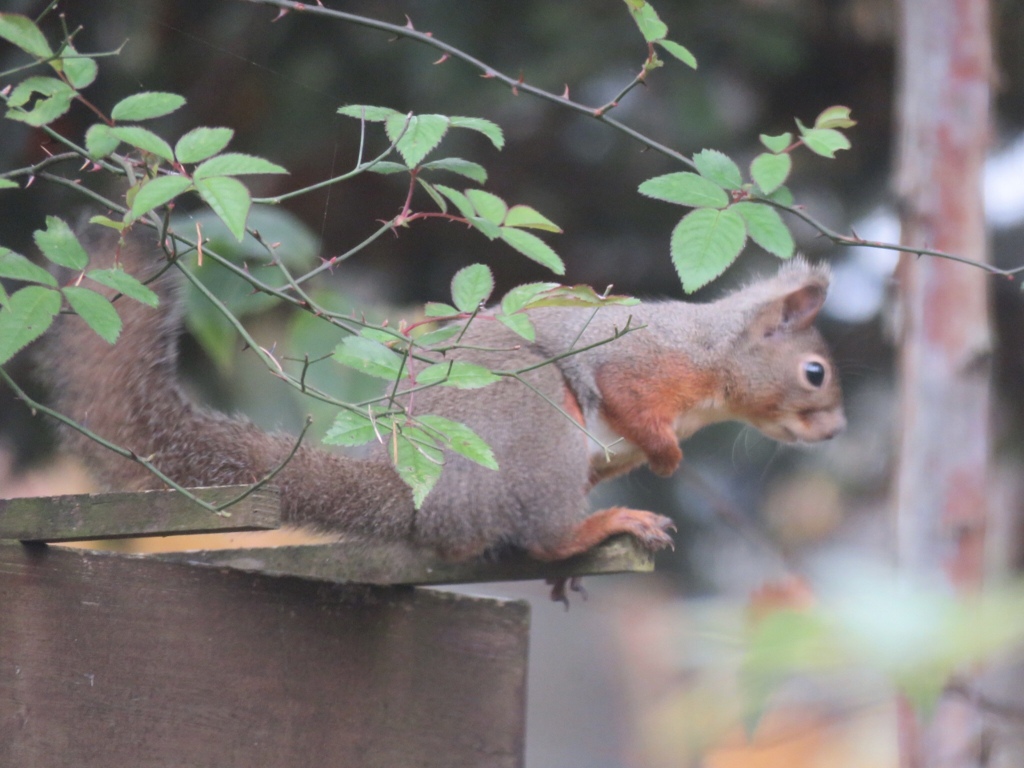 今日のアイドルちゃん3