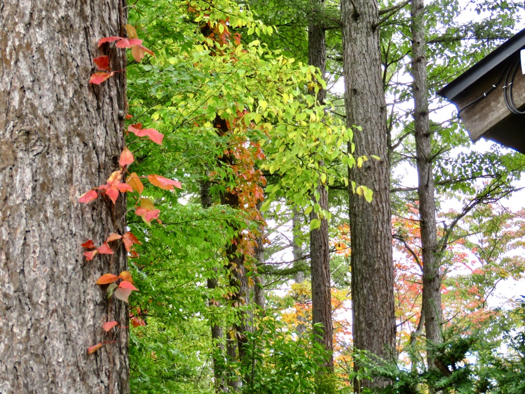 カラマツ林の紅葉