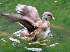 オシドリの若鳥3