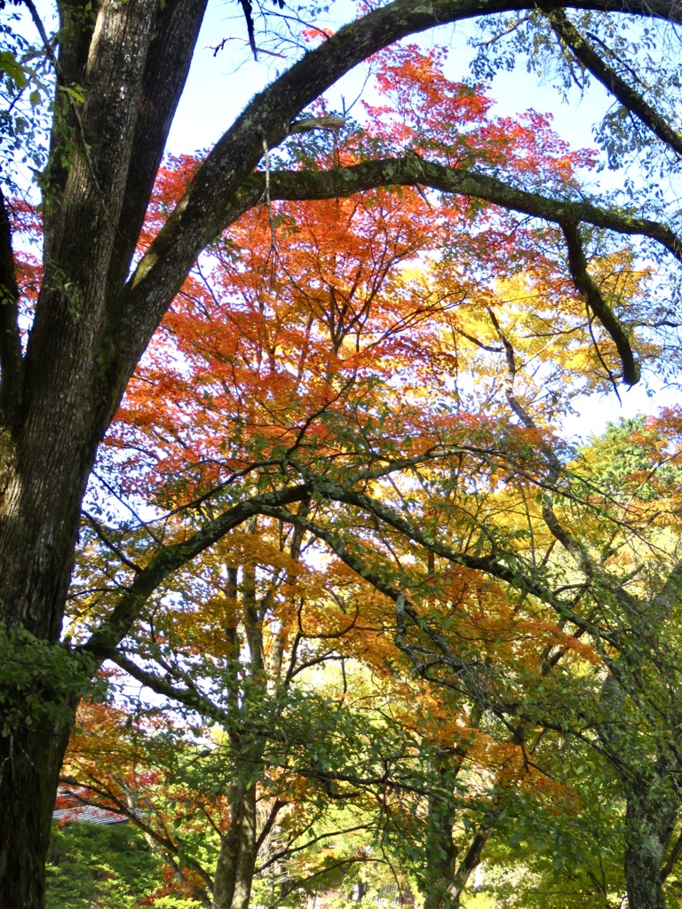 神社の森1