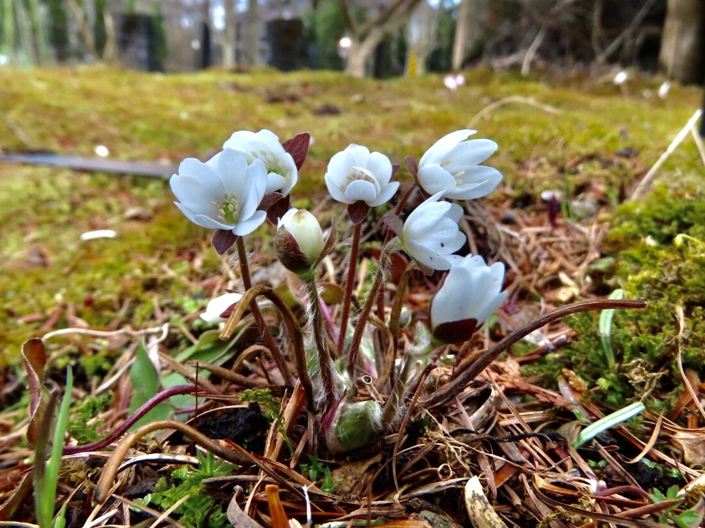 雪割草5