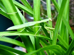 カマキリ