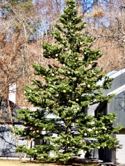 クリスマスツリー