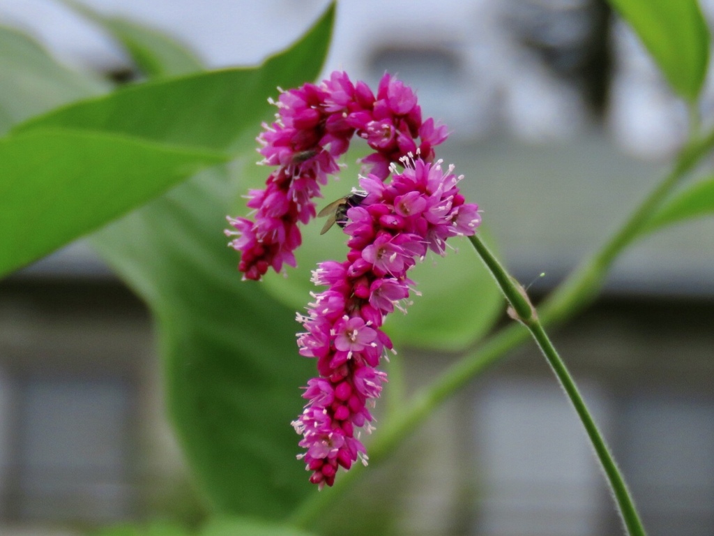 大毛蓼の花