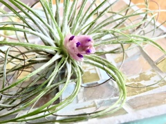 エアープランツの花