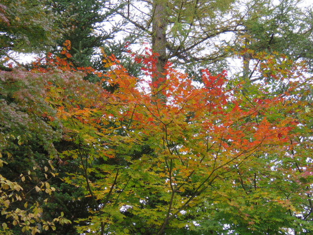 デッキから見える秋2