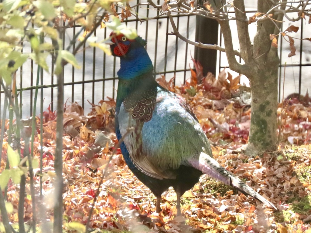 庭にやってきた①