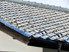 スズメの群れ①