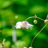 開花しました