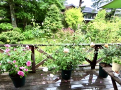 雨の薔薇