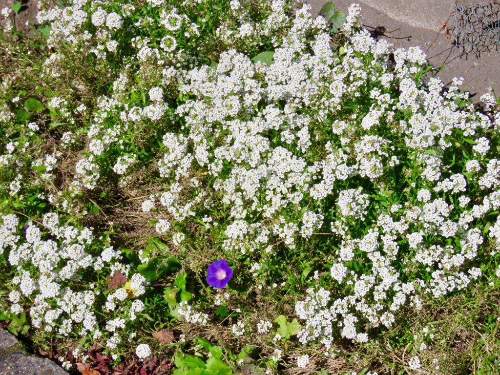 道端の花