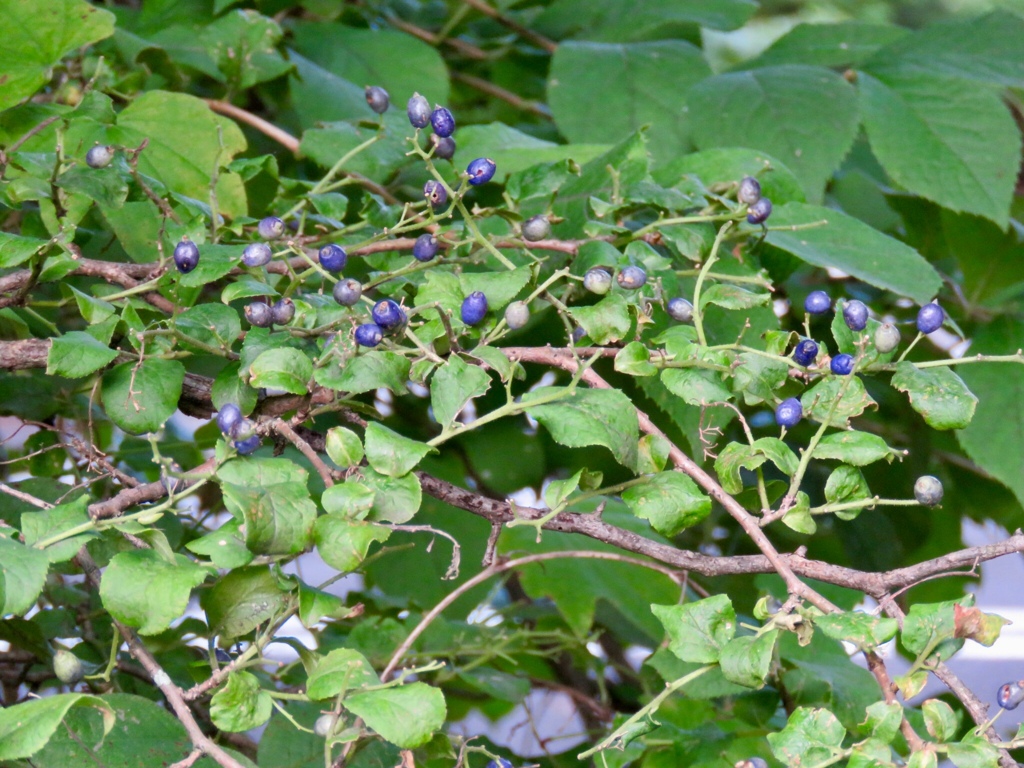 森のサファイア