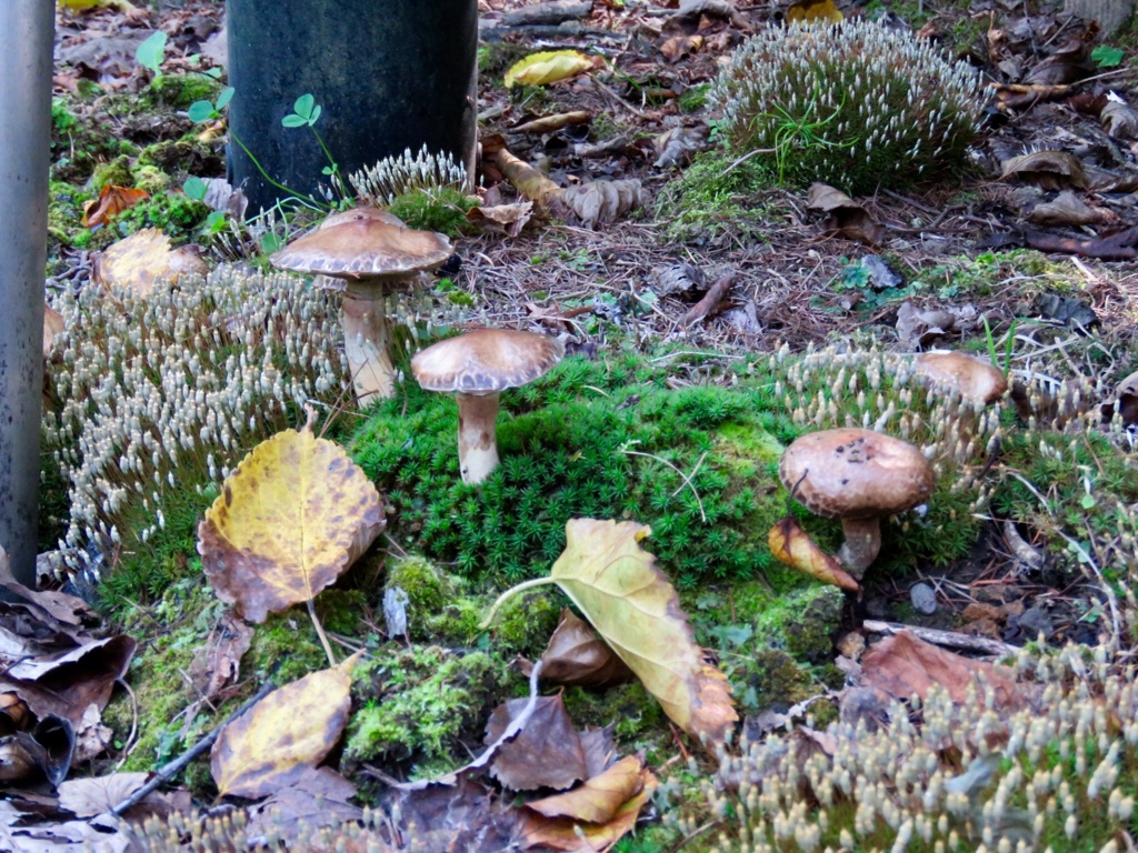苔の中から