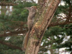 樹液が美味しいよ