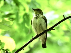 木の枝で鳴いていた