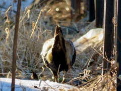 散歩で出会った鳥達3