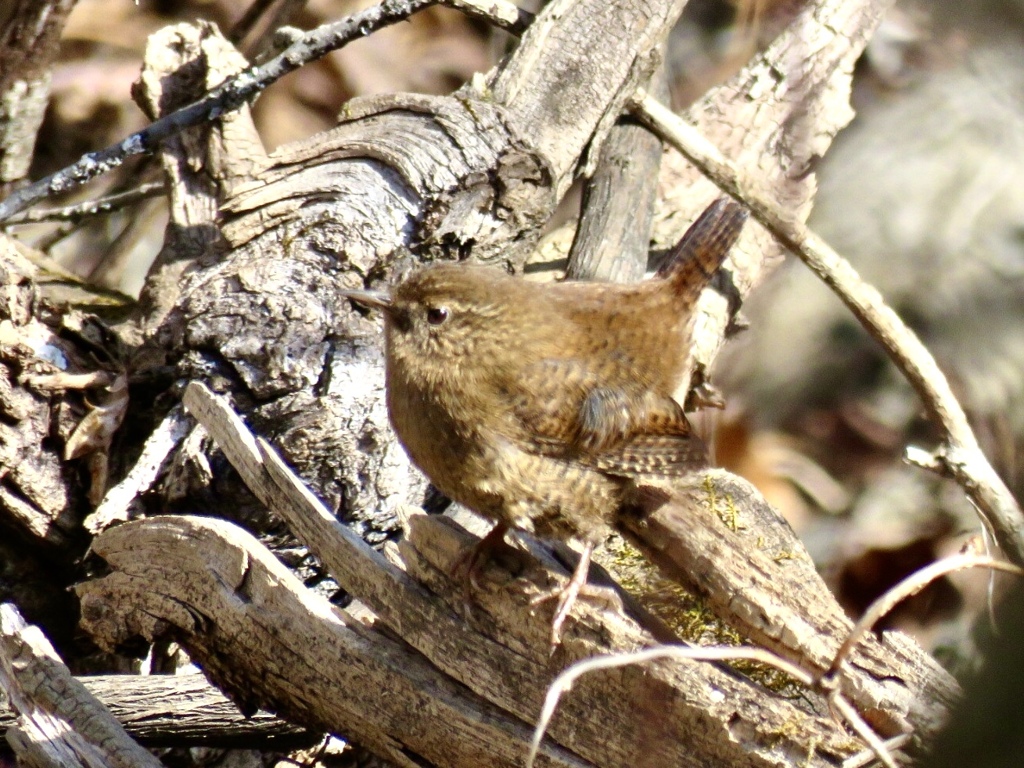 初鳴き1