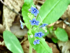 山瑠璃草