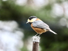 ヤマガラちゃん