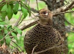 キジ♀