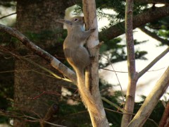 樹液を舐める