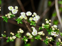 蜆花