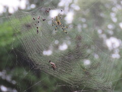 霧に濡れた蜘蛛の巣