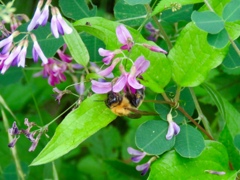 萩の花とマルハナバチ