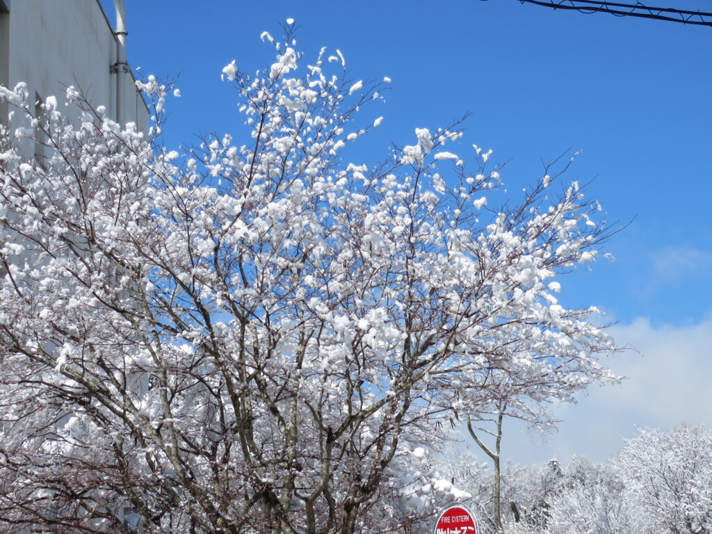 枯れ木に花が4