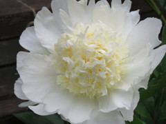 芍薬のアップ
