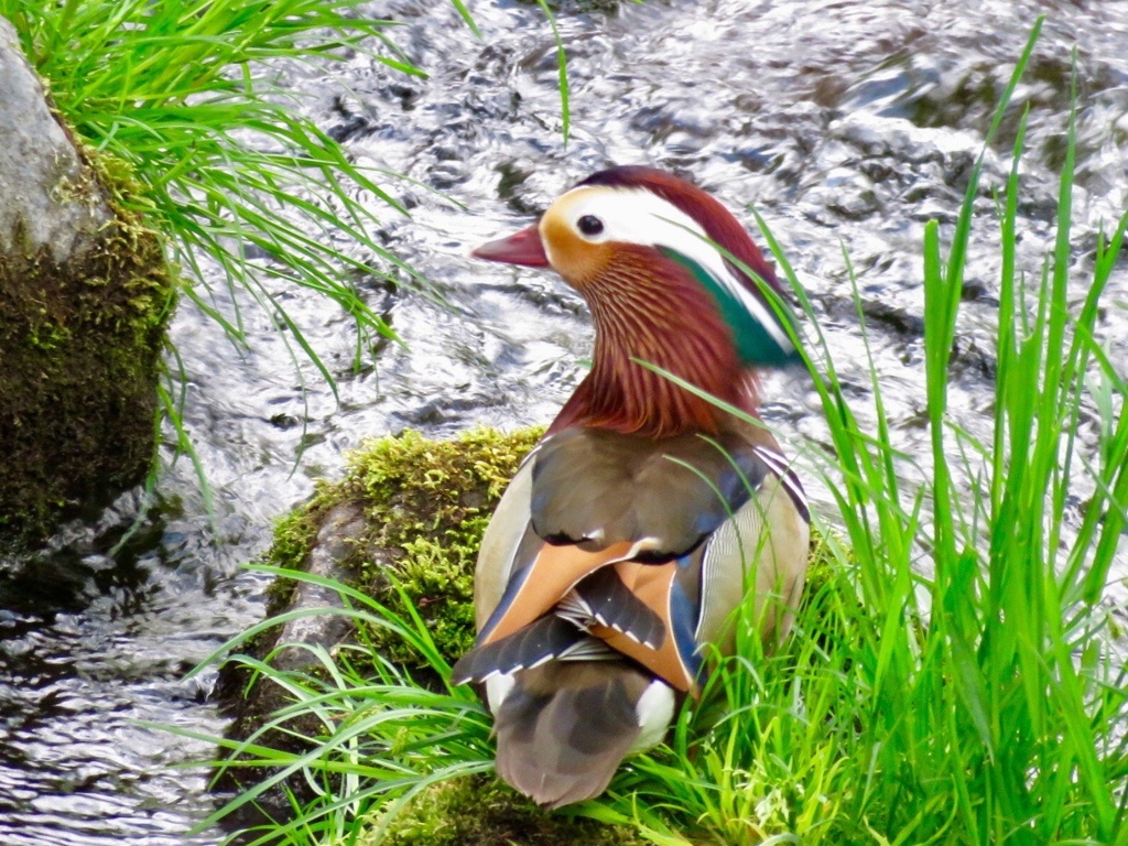 今朝の野鳥達7