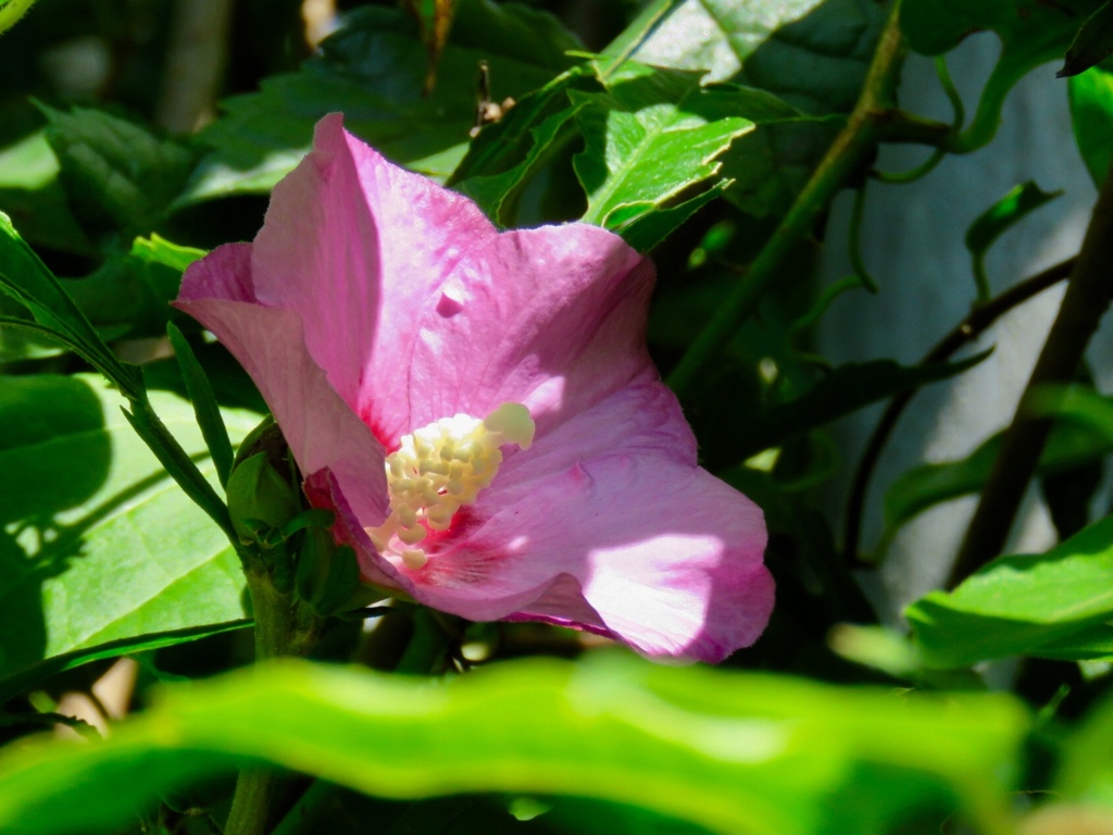 日陰の花