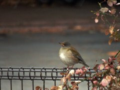 リビングから見えた鳥たち３