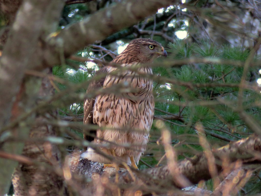 オオタカの幼鳥