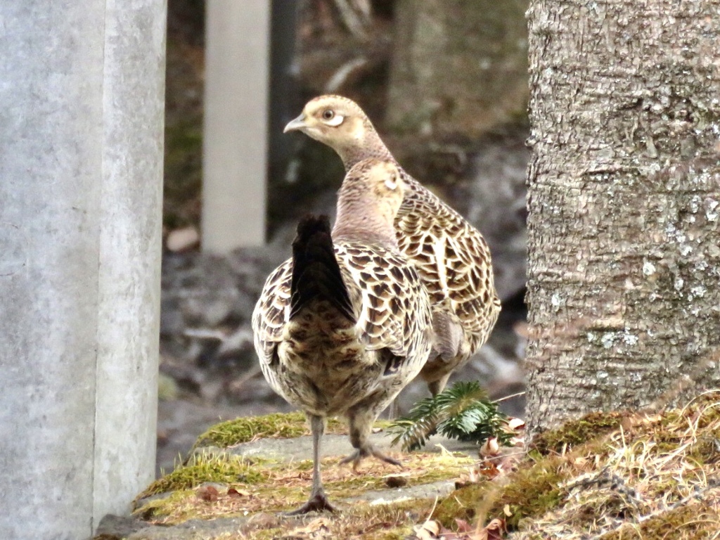 キジの若鳥