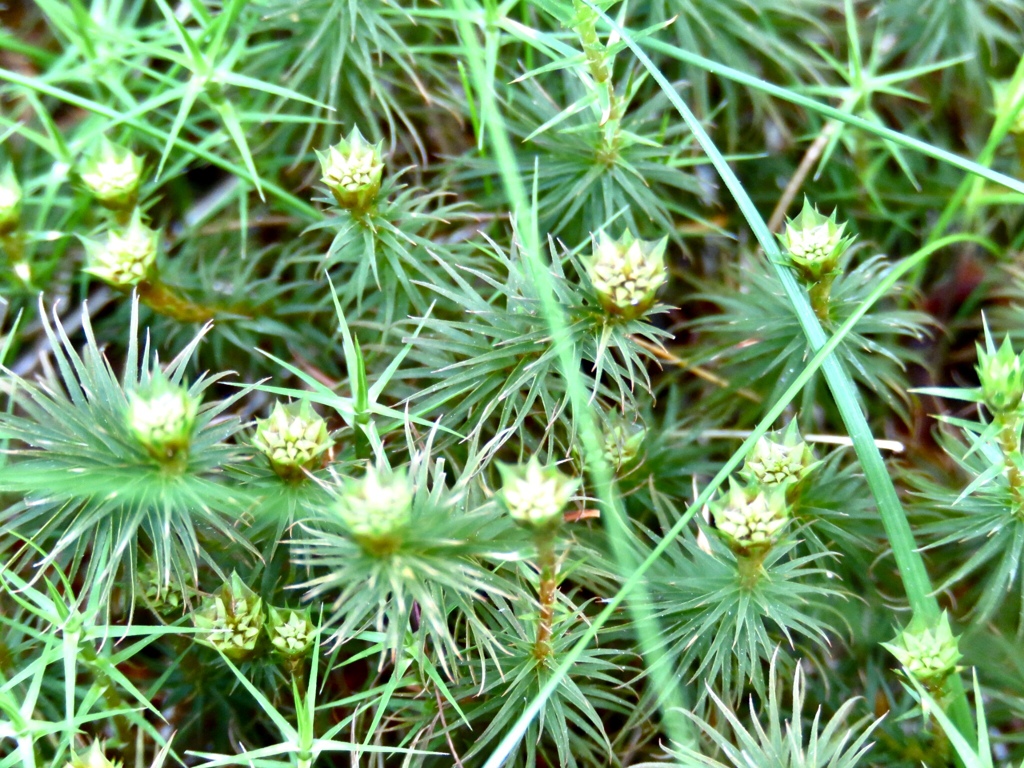 苔の花