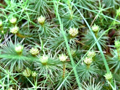 苔の花