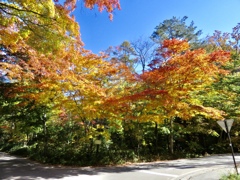 今日の紅葉3