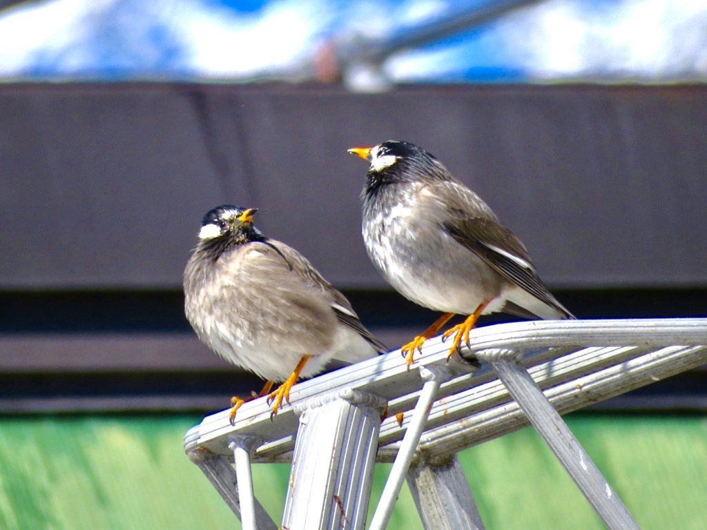 雪と野鳥4