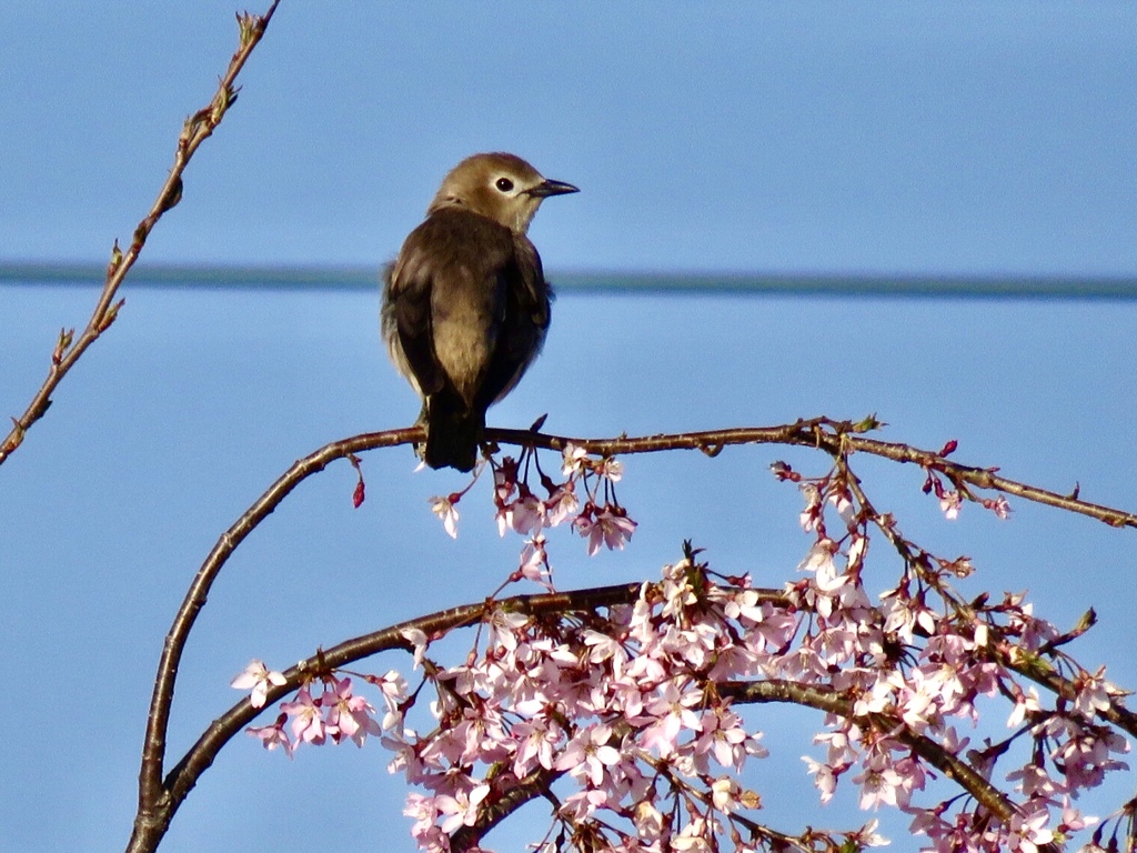 桜と鳥