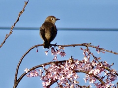 桜と鳥