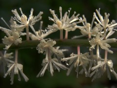 雨後のサラシナショウマ