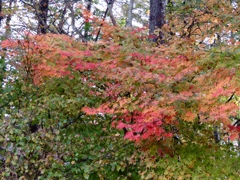 近所の紅葉2