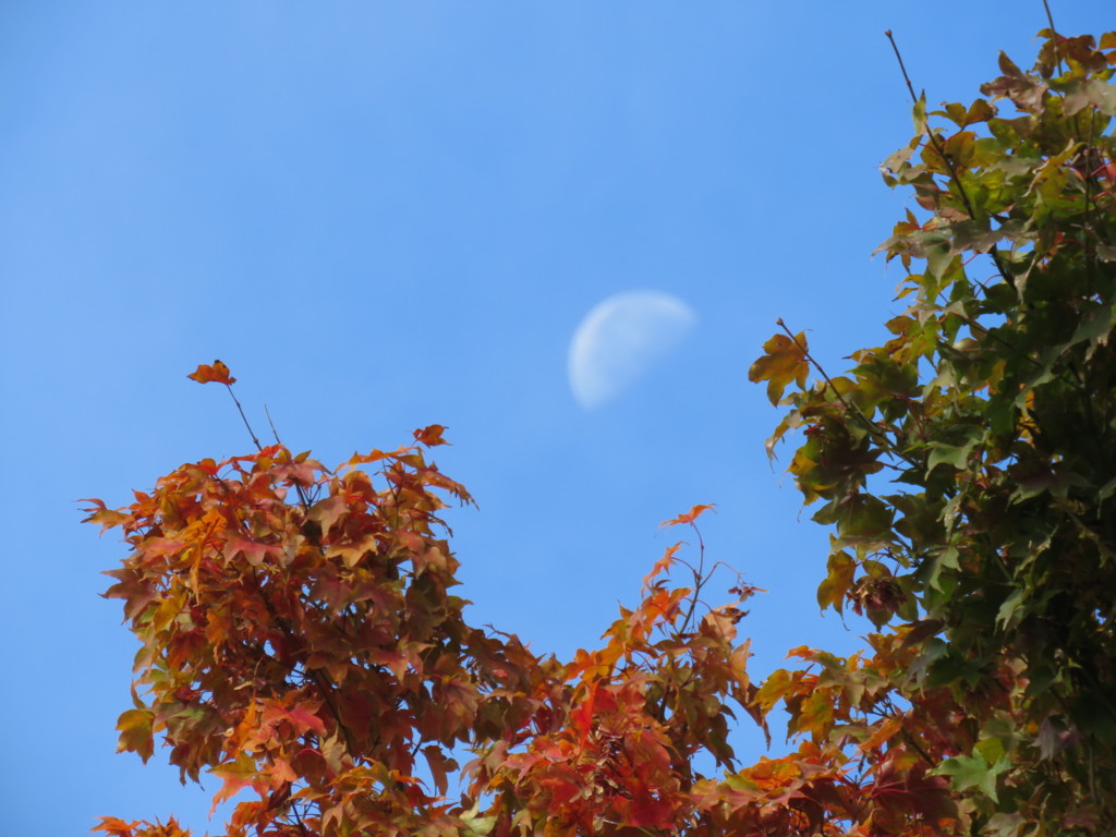 紅葉の向こう