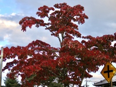 近所の紅葉1