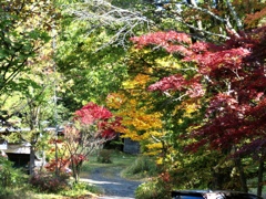 今日の紅葉1