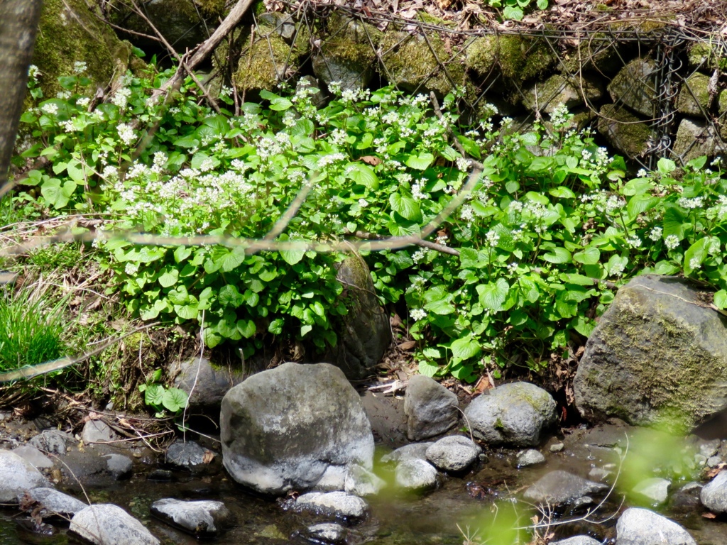 湯川の川岸に
