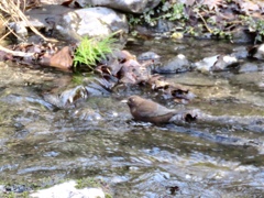 湯川のカワガラス2